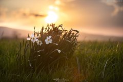 BIESZCZADY-TARNAWA-2